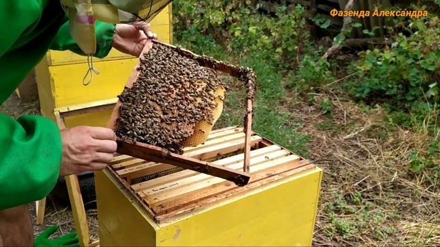 Осмотр роя, 2 недели с момента заселения!!! смотреть онлайн