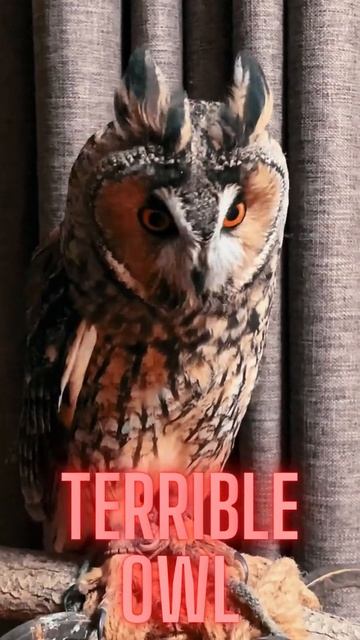Terrible owl // The call of owl // Owl sound// смотреть онлайн