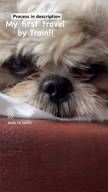 How to travel in Train with a Dog | ShineTheShihtzu | #travellingwithdog #shorts смотреть онлайн