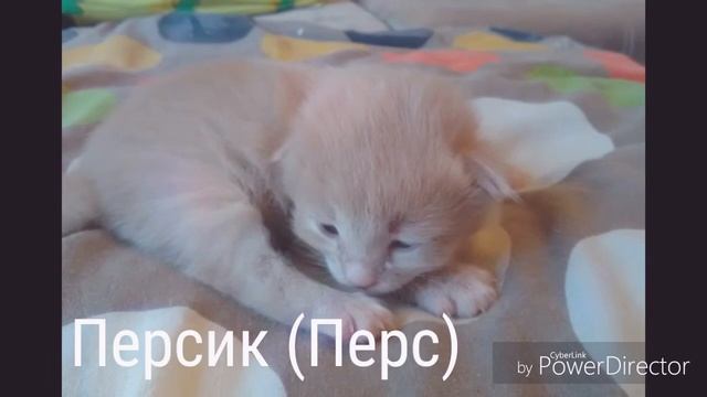 МОИ ЛЮБИМЫЕ КОШКИ !!! смотреть онлайн