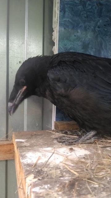 общительный птенец ворона смотреть онлайн