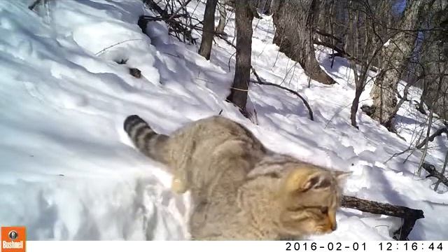 Wildlife Kalavan.Wildcat, Վայրի կատու, Дикая кошка. Kalavan, Armenia смотреть онлайн