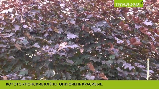 "В гостях Удачи". Лариса Дроздова смотреть онлайн