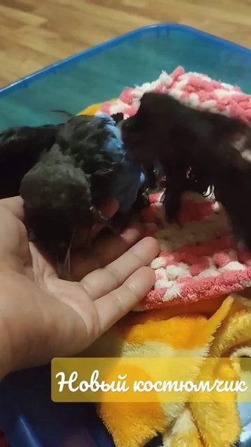 Новый костюмчик у Кеши. Вывихнута ножка. Птенец галки. смотреть онлайн