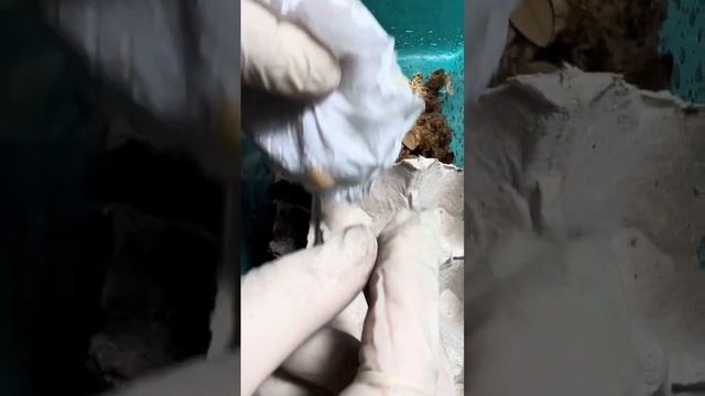 Porcellio bolivari “Yellow Ghost” смотреть онлайн