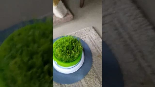 Кошка Ксюша,2 года,новая игрушка смотреть онлайн