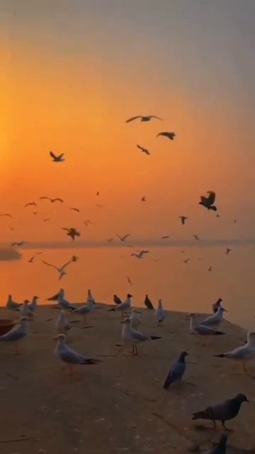 rajada o rajada ve rajada mere yaar ve/whatsapp status❤️❤️ смотреть онлайн