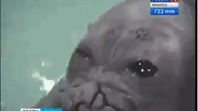 RUSSIAN NAVY SEALS !!!!!!!!!!!!! смотреть онлайн