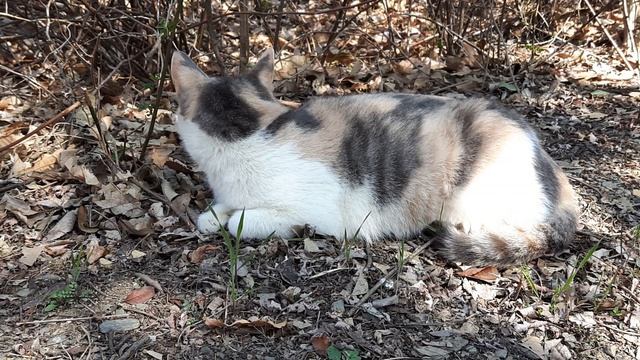 3. 5 귀여운 까칠이(a cute cat, милая черная кошка) смотреть онлайн