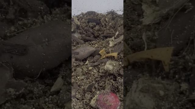 Dairy cow isopods смотреть онлайн