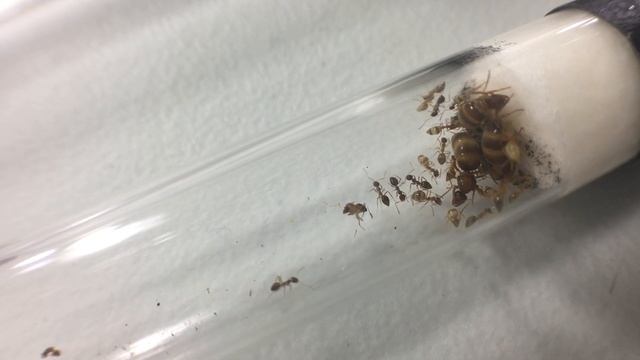 Prenolepis imparis - 2020 Post Hibernation Update смотреть онлайн
