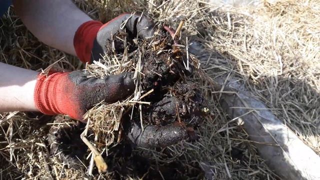БП_019. Перезимовали. Эксперимент удался. смотреть онлайн