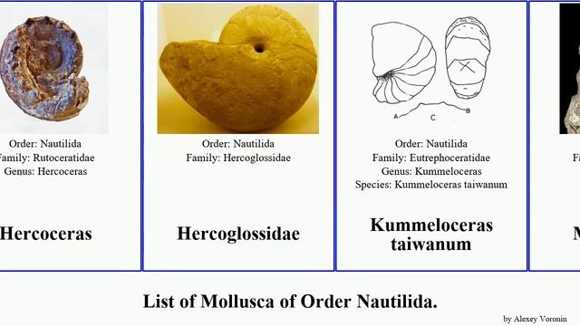 List of Mollusca of Order Nautilida. nautilus elegans Allonautilus Aipoceratidae Cymatoceras Jams смотреть онлайн