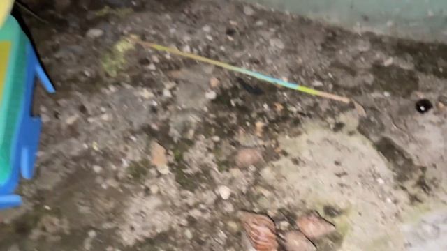WADIDAW BERBURU SIPUT LUCU‼️Hunting snails,African snail,menangkap siput bekicot,Snails смотреть онлайн