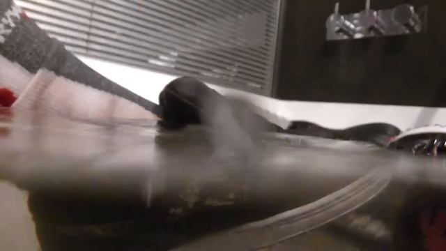 Adio et Osiris fourrure dans le bain pour Lisa :) смотреть онлайн