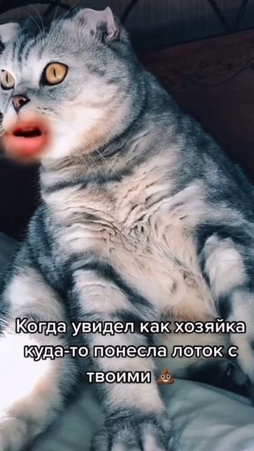 Украли лоток у кота. Смотреть онлайн. Без регистрации #shorts смотреть онлайн