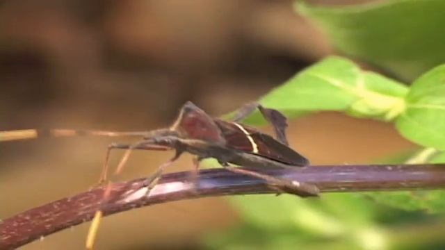 Seed Bugs and Leaf-Footed Bugs of Costa Rica смотреть онлайн