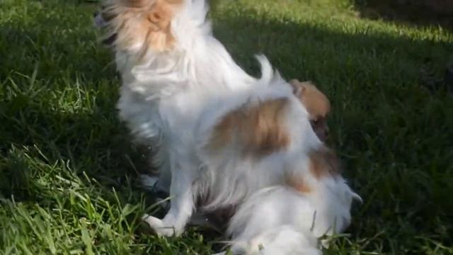 Девочка чихуахуа с мамой смотреть онлайн