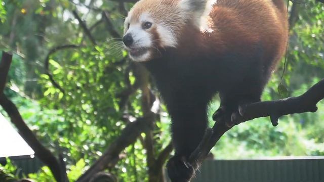 Red Panda Encounter смотреть онлайн