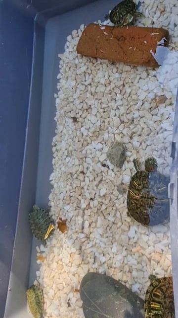 Little turtles. Маленькие черепашки. смотреть онлайн