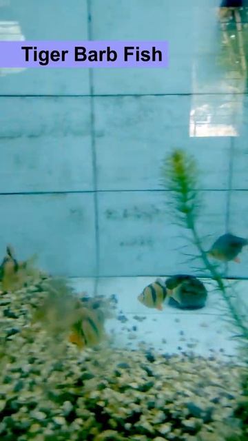 Tiger Barb Fish in Aquarium 🐠🐟🐠 #shorts смотреть онлайн