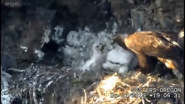 Беркут США Golden Eagle Sisters Oregon 07052019 смотреть онлайн