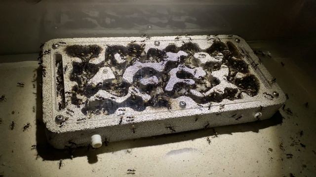 Camponotus fulvopilosus 24/08/2022 смотреть онлайн