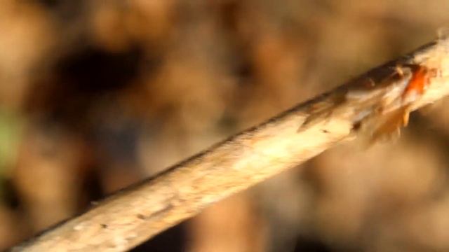 Prenolepis imparis Flights смотреть онлайн