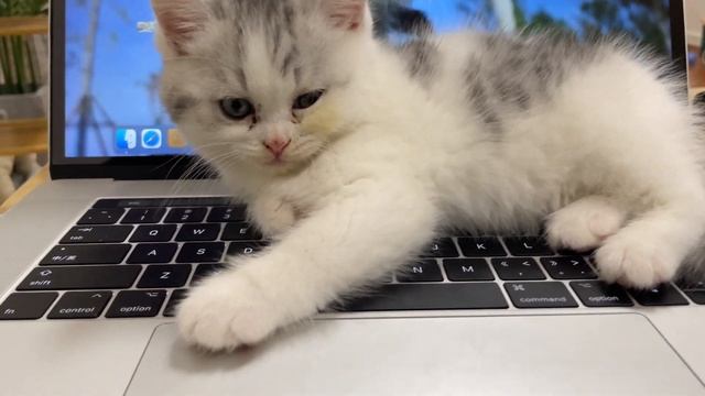 Drop your work, adopted Kitten Milk wants to play with big daddy!!! смотреть онлайн
