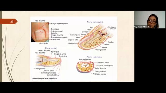 ANATOMIA DA PELE 2: HIPODERME E GLÂNDULAS смотреть онлайн