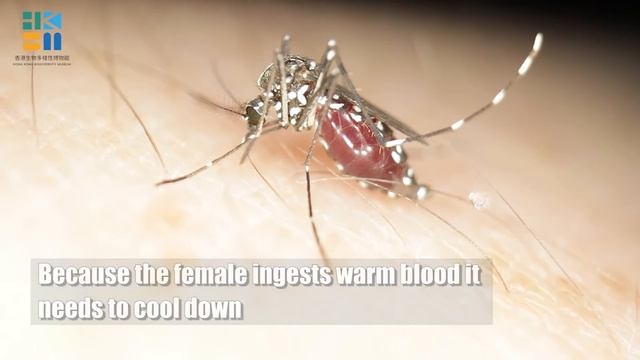 Hong Kong Mosquito HKBM_English смотреть онлайн