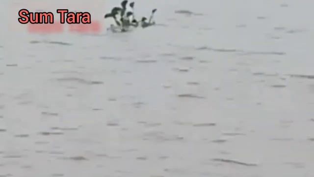 বান পানী কবলত উতি অহা হৰিন হত্যা 😥😥//Sum Tara YouTube channel смотреть онлайн