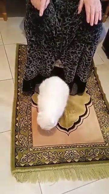 Как молится моя Мама за нас всех! И с ней котёнок!😽😽😽 Альхьамдуьлиллах1!🕌🕌🕌🤲🤲🤲☝☝☝Ставим лайки!!!👍👍 смотреть онлайн