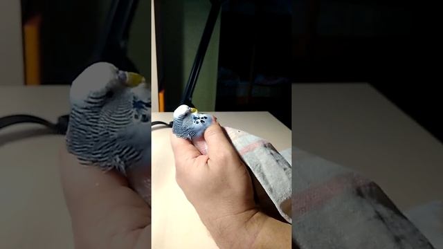 Открой ротик... смотреть онлайн