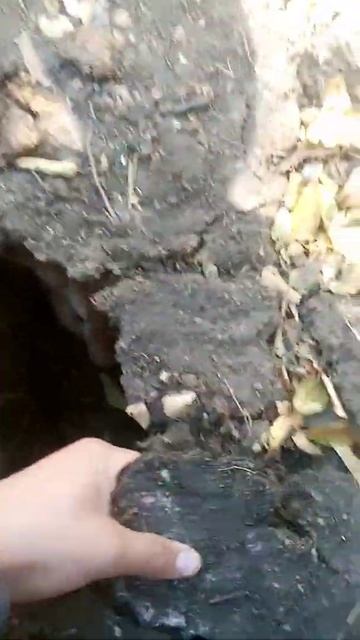Кролики в вольере. смотреть онлайн