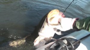 24.08.2018, рыбалка на реке Цна в Тамбовской области, Сосновский р-он, с. Отъяссы. Сомик на 11 кг.