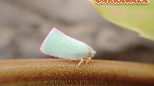 Wereng Pucuk Mete ( Macro World ) смотреть онлайн
