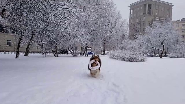 Шел, прогулка 05.03 смотреть онлайн