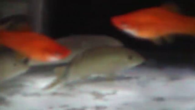Yasuhikotakia splendida смотреть онлайн
