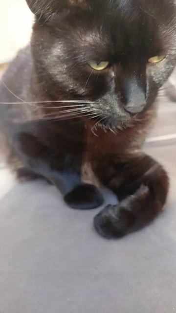 Согласен про жару 😊#shorts #смешныевидео #юмор #cat #глобальныерекомендации смотреть онлайн