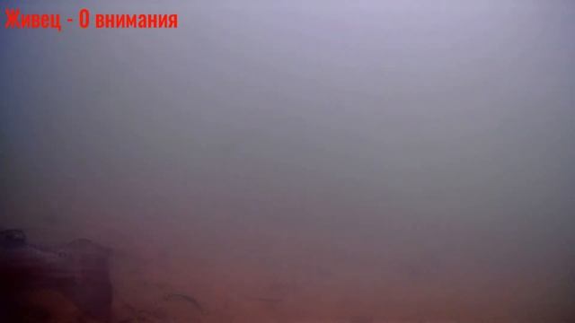 Форель в Соколово смотреть онлайн