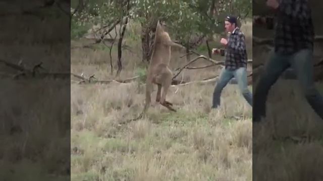 THE BOXING KANGAROO смотреть онлайн