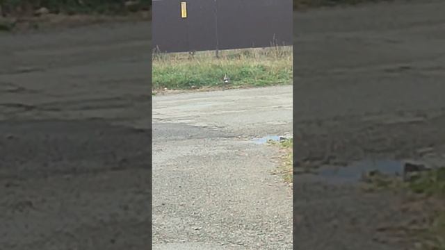 Сойка-пересмешница в черте города. 06-11-2023 смотреть онлайн