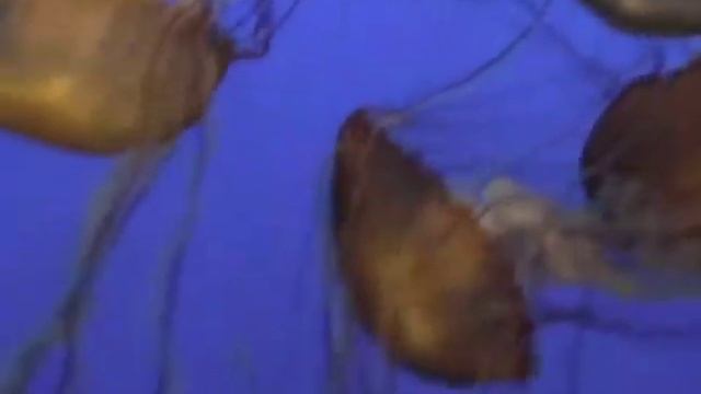 Chrysaora fuscescens Sea nettle jellyfish смотреть онлайн