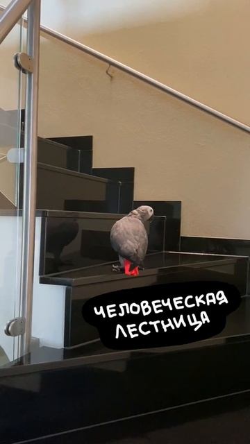 Попугай КАК ЧЕЛОВЕК! #Shorts смотреть онлайн