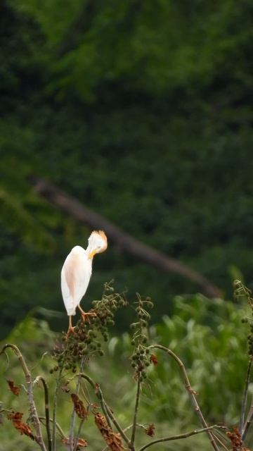 Western Cattle Egret r . Short video 4K-UHD Birds Video смотреть онлайн