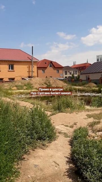 В центре Нур-Султана бегает дикий шакал !!! смотреть онлайн