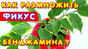ФИКУС БЕНДЖАМИНА: как правильно РАЗМНОЖИТЬ черенками в домашних условиях