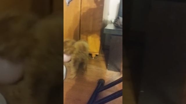 Мальтипу Никки и шарик. #мальтипу #собака #щенок #рекомендации смотреть онлайн