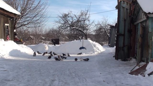 Сегодня голуби сачкуют.22.01.19. смотреть онлайн